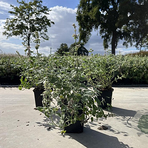 Nepeta racemosa 'Snowflake' GM P9