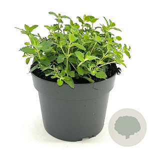 Nepeta 'Walker's Low' GM 2,0L