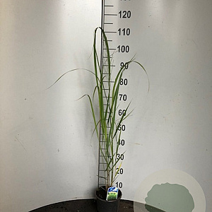 Panicum virgatum 'Northwind' GM 2,0L