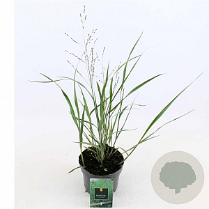 Panicum virgatum 'Northwind' GM 2,0L
