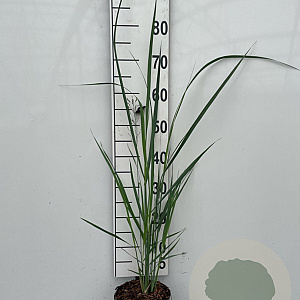 Panicum virgatum 'Northwind' GM 2,0L