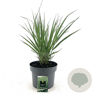 Panicum virgatum 'Northwind' GM C5