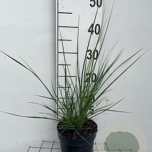 Pennisetum alopecuroides GM 2,0L