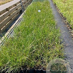 Pennisetum alopecuroides GM 2,0L