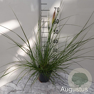 Pennisetum al. 'Cassian' GM 2,0L