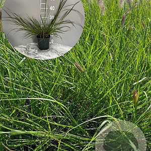 Pennisetum al. 'Cassian' GM 2,0L