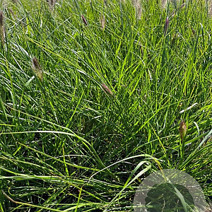 Pennisetum al. 'Cassian' GM 2,0L