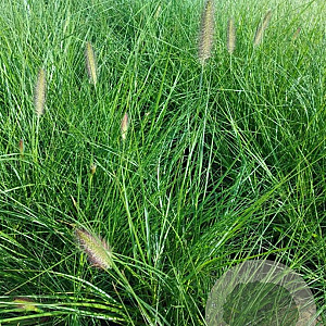 Pennisetum al. 'Cassian' GM 2,0L