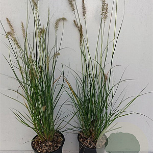 Pennisetum al. 'Hameln' GM 1.5