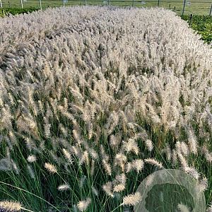 Pennisetum al. 'Hameln' GM 1.5