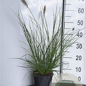 Pennisetum al. 'Hameln' GM 2,0L