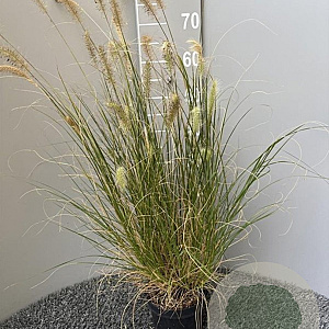 Pennisetum al. 'Hameln' GM 2,0L