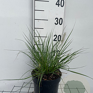 Pennisetum al. 'Hameln' GM 2,0L