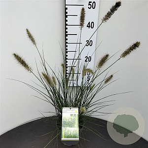 Pennisetum al. 'Hameln' GM 2,0L