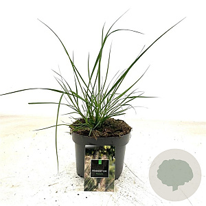 Pennisetum al. 'Hameln' GM 2,0L