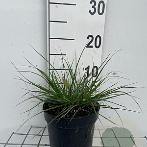 Pennisetum al. 'Little Bunny' GM 2,0L