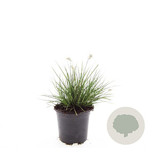 Pennisetum al. 'Little Bunny' GM C1.3