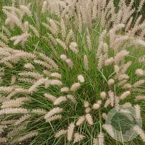 Pennisetum orientale GM P9