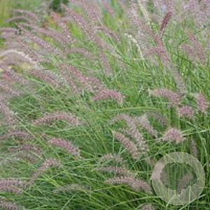 Pennisetum orientale GM P9