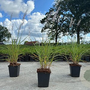 Pennisetum orientale GM P9