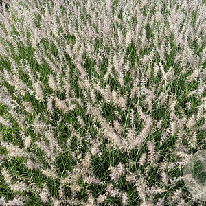 Pennisetum orientale GM P9