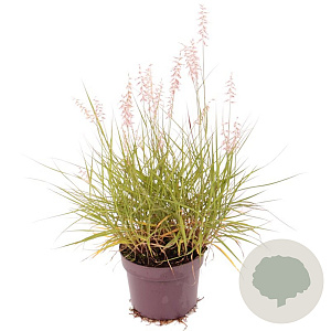 Pennisetum orientale GM 2,0L