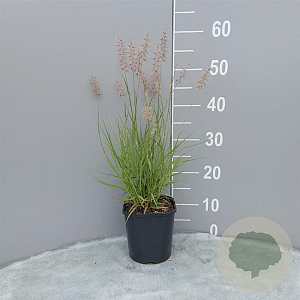 Pennisetum orientale GM 2,0L