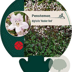Penstemon digit. 'Husker Red' GM P9