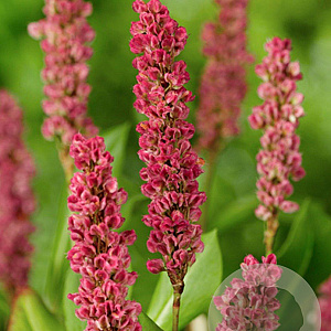 Persicaria aff. 'Kabouter' GM P9
