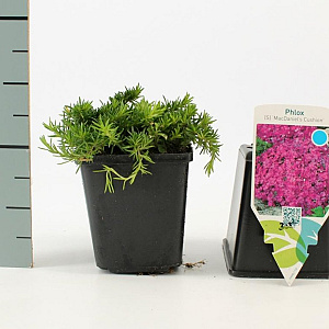 Phlox (S) 'MacDaniel's Cushion' GM P9