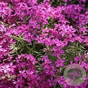 Phlox (S) 'MacDaniel's Cushion' GM P9