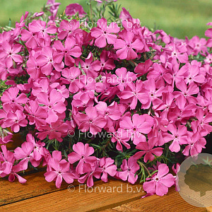 Phlox (S) 'MacDaniel's Cushion' GM P9
