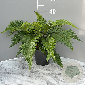 Polystichum polyblepharum GM 2,0L