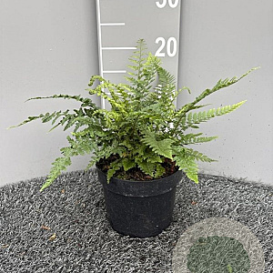 Polystichum setiferum GM 2,0L