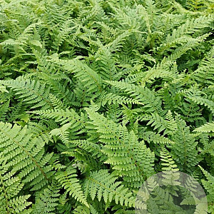 Polystichum set. 'Dahlem' GM 2,0L