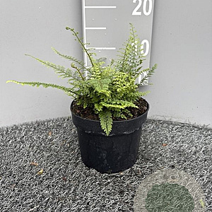 Polystichum set. 'Herrenhausen' GM 2,0L