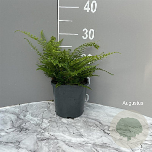 Polystichum set. 'Herrenhausen' GM 2,0L