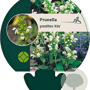 Prunella grand. 'Alba' GM P9
