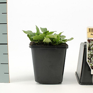 Prunella grand. 'Alba' GM P9