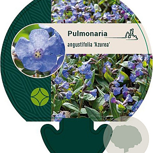 Pulmonaria ang. 'Azurea' GM P9