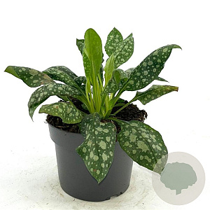 Pulmonaria off. 'Sissinghurst White GM 2,0L