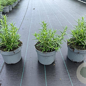 Rosmarinus officinalis GM 2,0L
