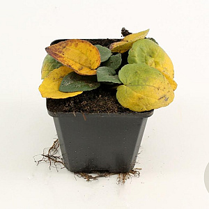 Rudbeckia f. 'Goldsturm' GM P9