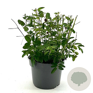 Sanguisorba o. 'Tanna' GM 2,0L