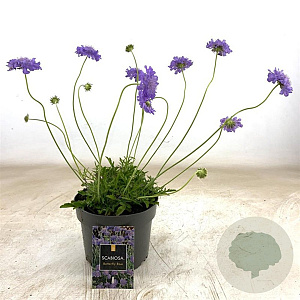 Scabiosa col. 'Butterfly Blue' GM 2,0L