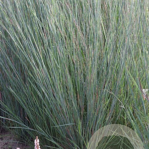 Schizachyrium sc. 'Prairie Blues' GM P9