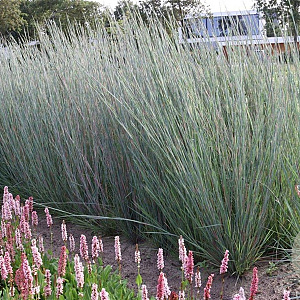 Schizachyrium sc. 'Prairie Blues' GM P9
