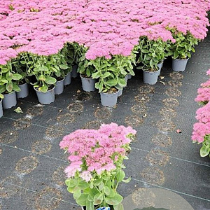 Sedum spectabile 'Brillant' GM 2,0L