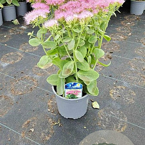 Sedum spectabile 'Brillant' GM 2,0L