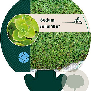 Sedum spurium 'Album' GM P9